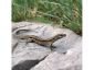Еко спрей прогонващ гущери и гекони Flortis, 500 мл - 251573