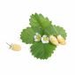 Семена бели диви ягоди VERITABLE Lingot® White Wild Strawberry  - 228837