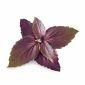 Семена 'Лилав Босилек' VERITABLE Lingot® Purple Basil Organic - 230706