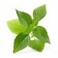 Семена 'Тайландски Босилек' VERITABLE Lingot® Thai Basil Organic - 230713