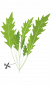 Семена 'Японска салата Мизуна' VERITABLE Lingot® Mizuna Organic - 230701