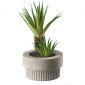 Декоративно растение ASA Selection Maxi Succulent VI - 165540
