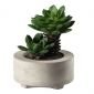 Декоративно растение ASA Selection Maxi Succulent V - 165542