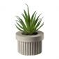 Декоративно растение ASA Selection Succulent VI - 165554