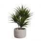 Декоративен бонсай палма ASA Selection 28 см - 165566