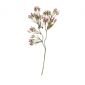 Декоративно растение ASA Selection 43 см - 165578