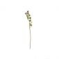 Декоративно растение ASA Selection 72 см - 165586