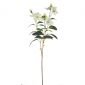 Декоративно растение 'коледна роза' ASA Selection 58 см, бяло  - 176342