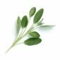 Семена Градински Чай листа VERITABLE Lingot® Sage Organic - 224051