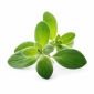 Семена Майорана VERITABLE Lingot® Marjoram Organic - 224057