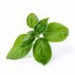 Семена Сладък Босилек VERITABLE Lingot® Sweet Basil Organic - 224060