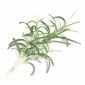 Семена Розмарин VERITABLE Lingot® Rosemary - 224063