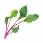Семена Листа цвекло VERITABLE Lingot® Beet Greens Organic - 224495