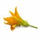 Семена Цвят от Тиква VERITABLE Lingot® Zucchini Flowers Organic - 224501