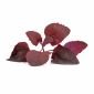 Семена Червен френски спанак VERITABLE Lingot® Red Orach - 224509