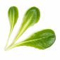 Семена Салата VERITABLE Lingot® Romaine Lettuce - 224514