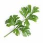 Семена Целина листа VERITABLE Lingot® Celery  - 224519