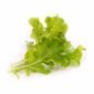 Семена Салата дъбов лист VERITABLE Lingot® Oakleaf Lettuce Organic - 224522