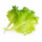Семена Маруля VERITABLE Lingot® Butterhead Lettuce Organic - 224525