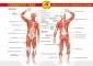 Помагалник: Човешкото тяло (мускули, костна и кръвоносна система). Учебно табло - 235224