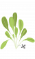Семена Салата VERITABLE Lingot® Romaine Lettuce - 224512