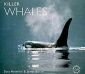 Killer Whales - 76211
