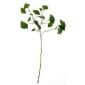 Декоративно растение Гинко ASA Selection, 72 см - 231815