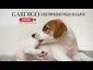 Електрически гребен против бълхи Gardigo за кучета и котки - 593070