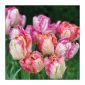 Салфетки Ambiente Parrot tulips, 20 броя - 578944