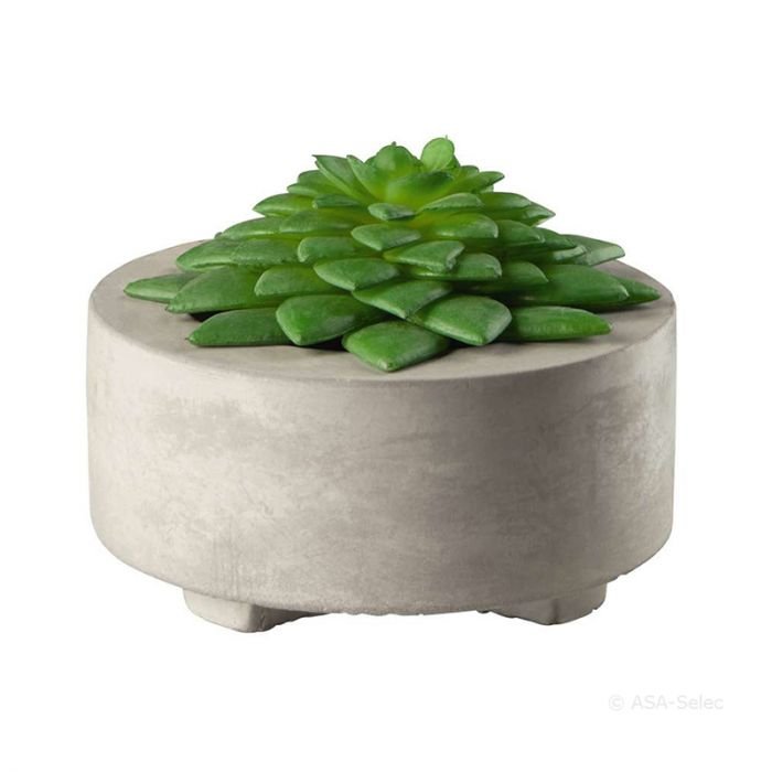 Декоративно растение ASA Selection Maxi Succulent II