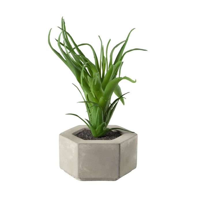 Декоративно растение ASA Selection Maxi Succulent I