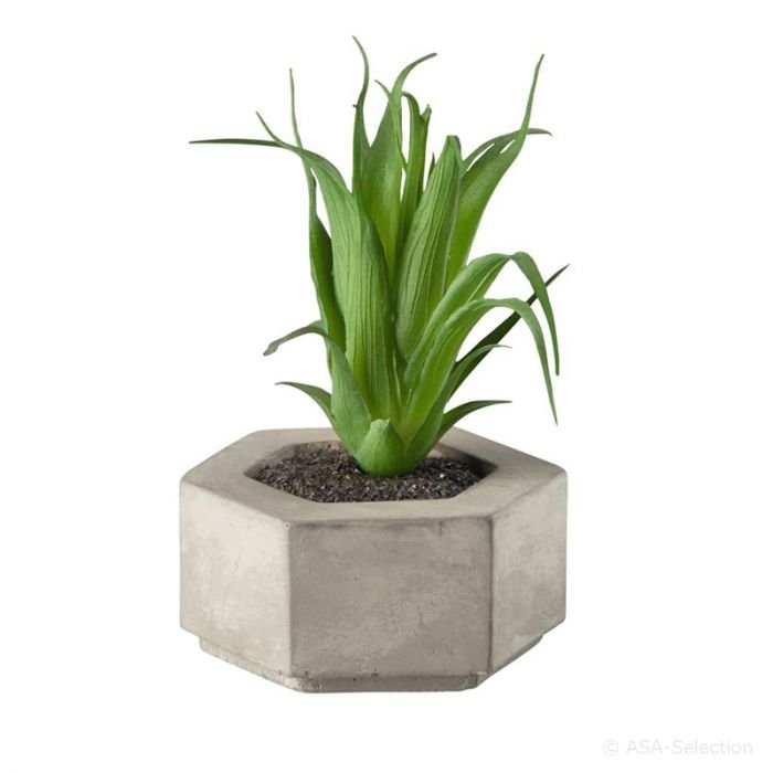 Декоративно растение ASA Selection Succulent I