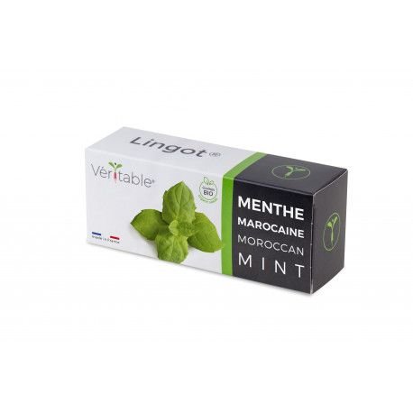 Семена Мароканска Мента VERITABLE Lingot® Maroccan Mint 