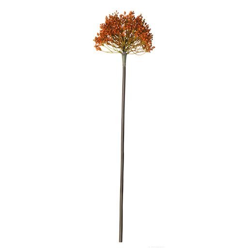 Декоративно растение Алиум ASA Selection, 57 см